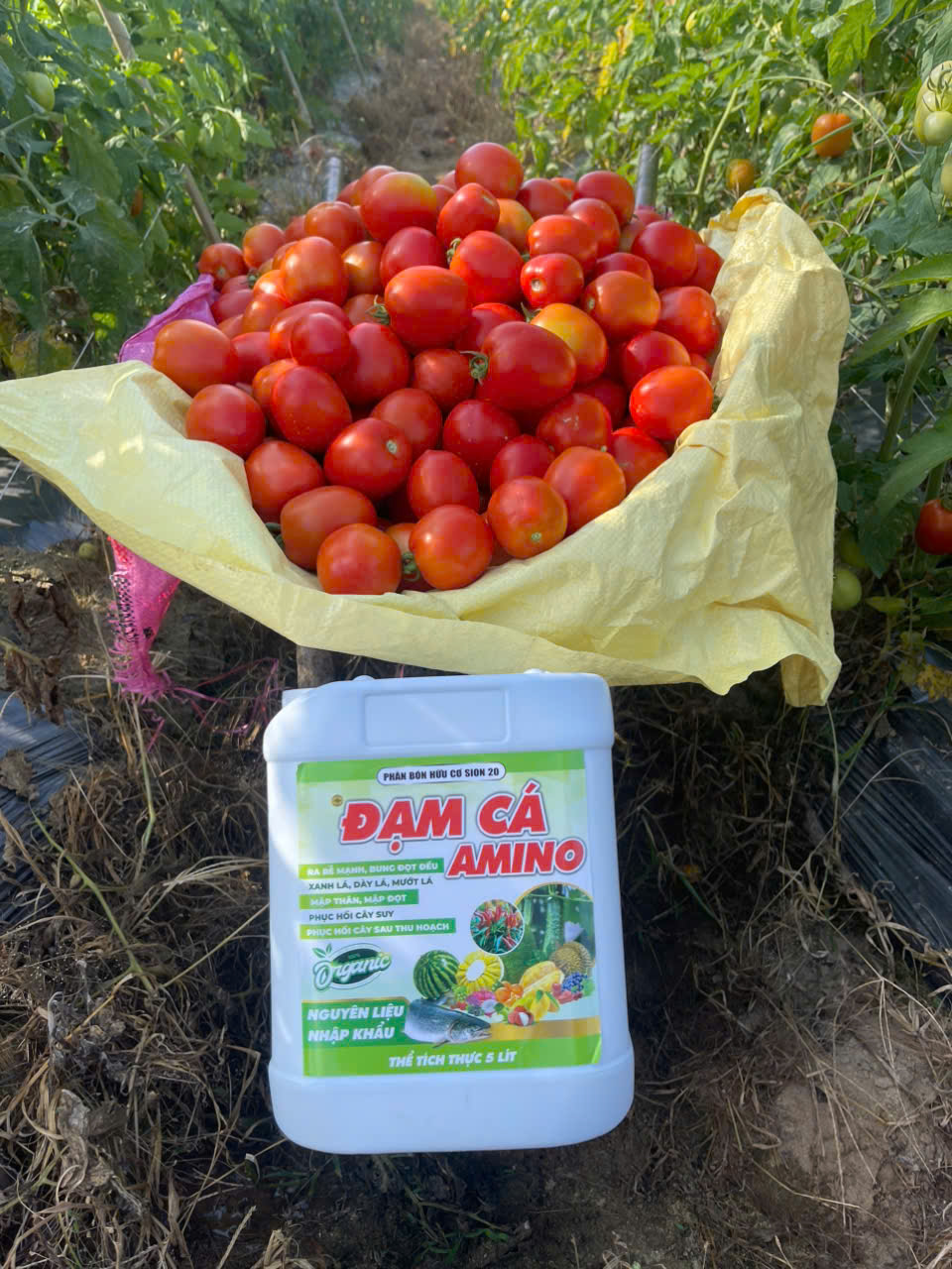 Đạm Cá Amino